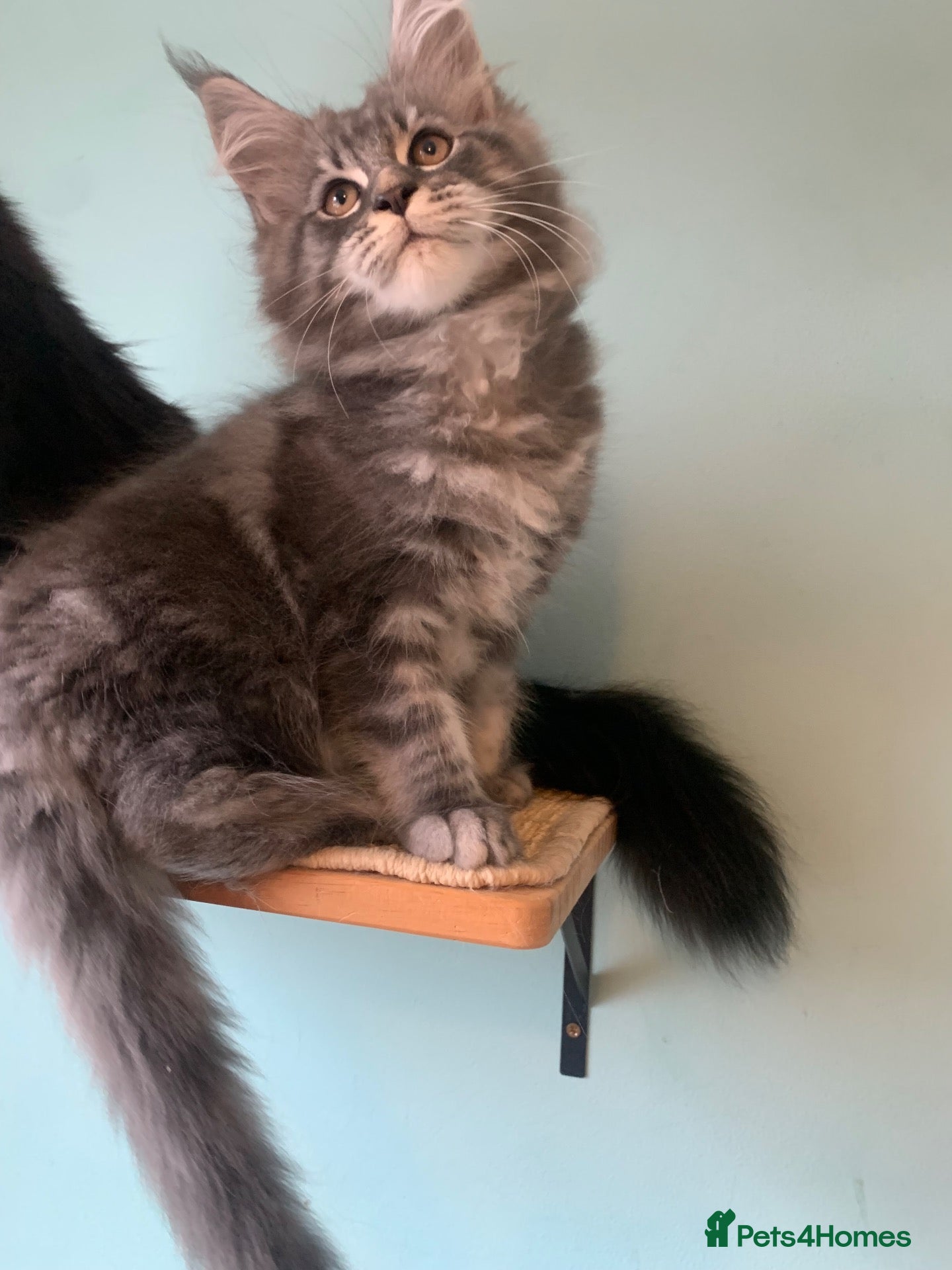 Maine Coon cats AMAZING TICA REGISTERED KITTENS - Advert 1