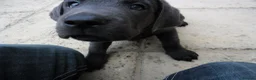 Labrador Retriever dogs for sale: 2 Gorgeous male playful puppies looking for homes - Advert 13