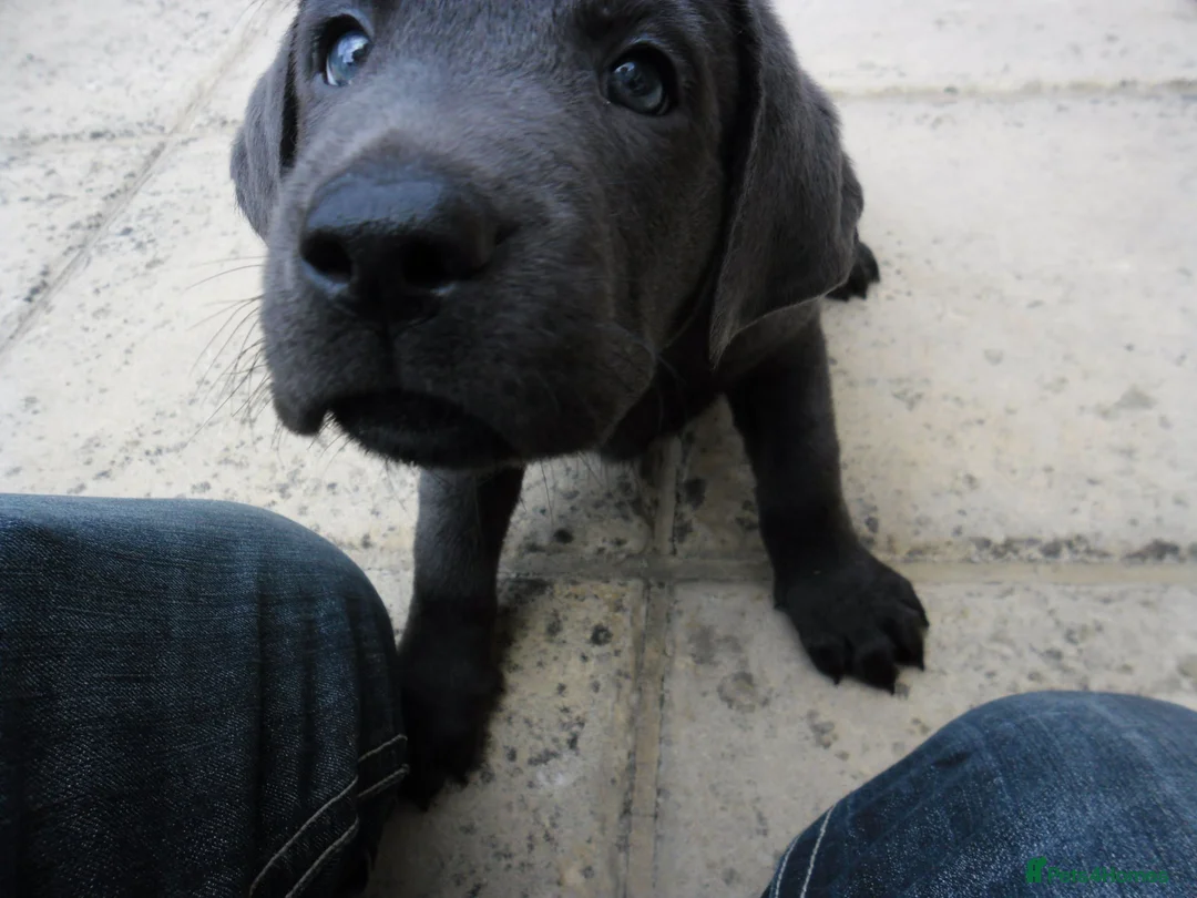 Labrador Retriever dogs for sale: 2 Gorgeous male playful puppies looking for homes - Advert 13