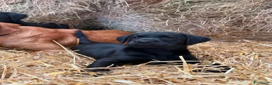 Labrador Retriever 2