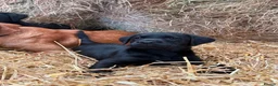 Labrador Retriever dogs for sale: Adorable Labrador Puppies in Preston - Advert 2