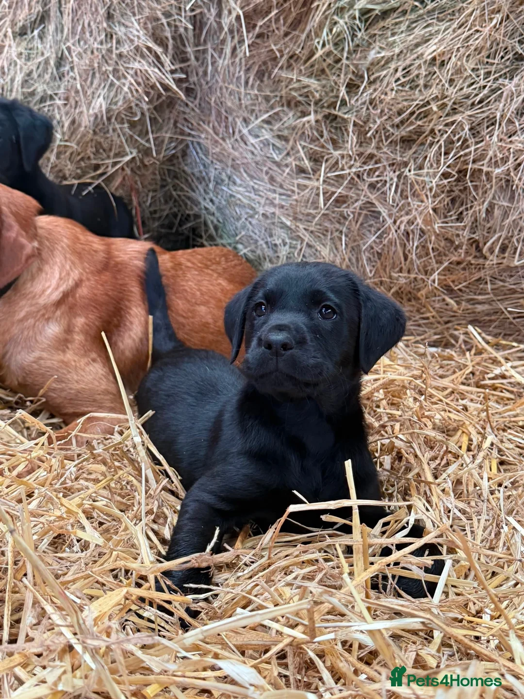 Labrador Retriever dogs for sale: Adorable Labrador Puppies in Preston - Advert 2