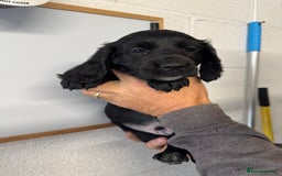 Cocker Spaniel dogs for sale: Working cocker spaniel pups - Image 5