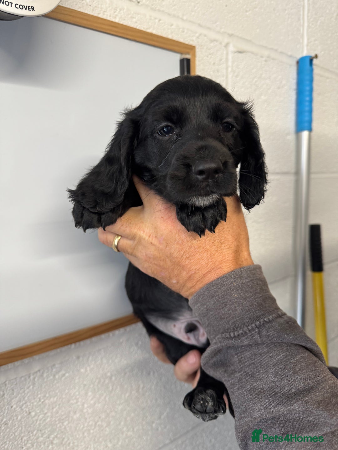 Cocker Spaniel dogs for sale: Working cocker spaniel pups - Image 5