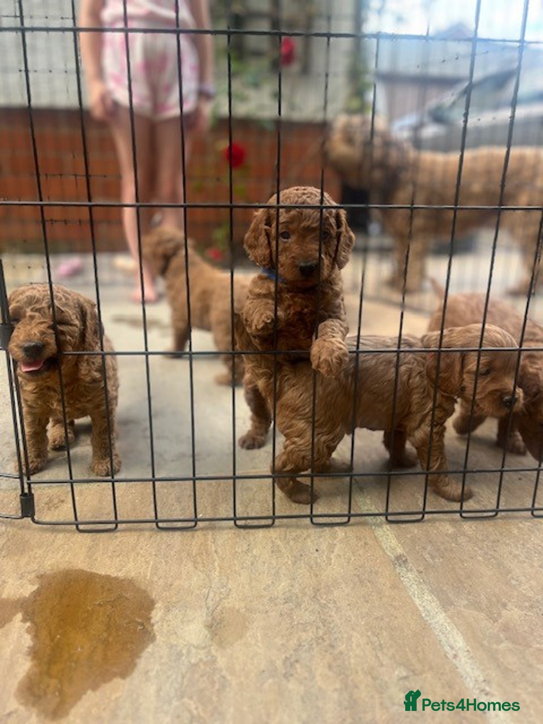 Cockapoo dogs for sale: Gorgeous Deep Red Cockapoos  - Image 7
