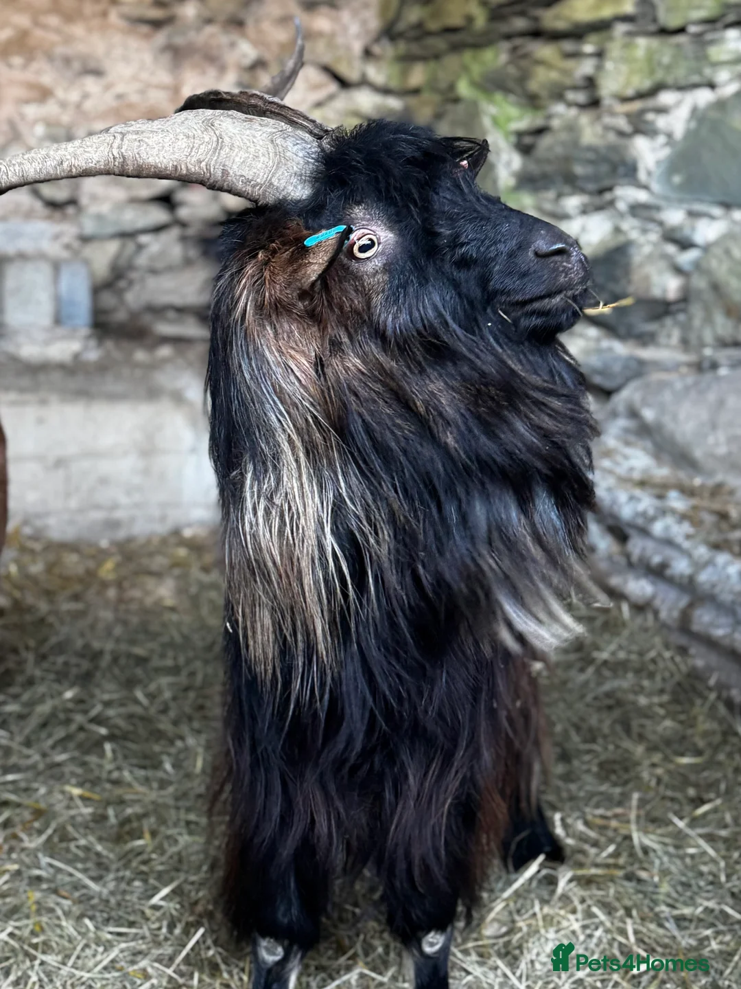 Goats livestock for sale: Exceptional proven old English Billy  - Advert 2