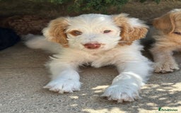 Labradoodle dogs for sale: Beautiful Puppies Ready for the Summer Holidays - Image 1