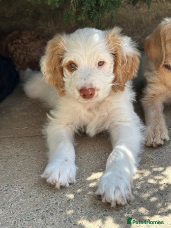 Labradoodle dogs - Advert 4