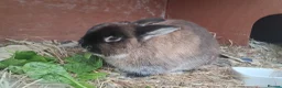 Netherland Dwarf rabbits for sale: MALE NETHERLAND DWARF 1 YEAR OLD in Bristol - Advert 2