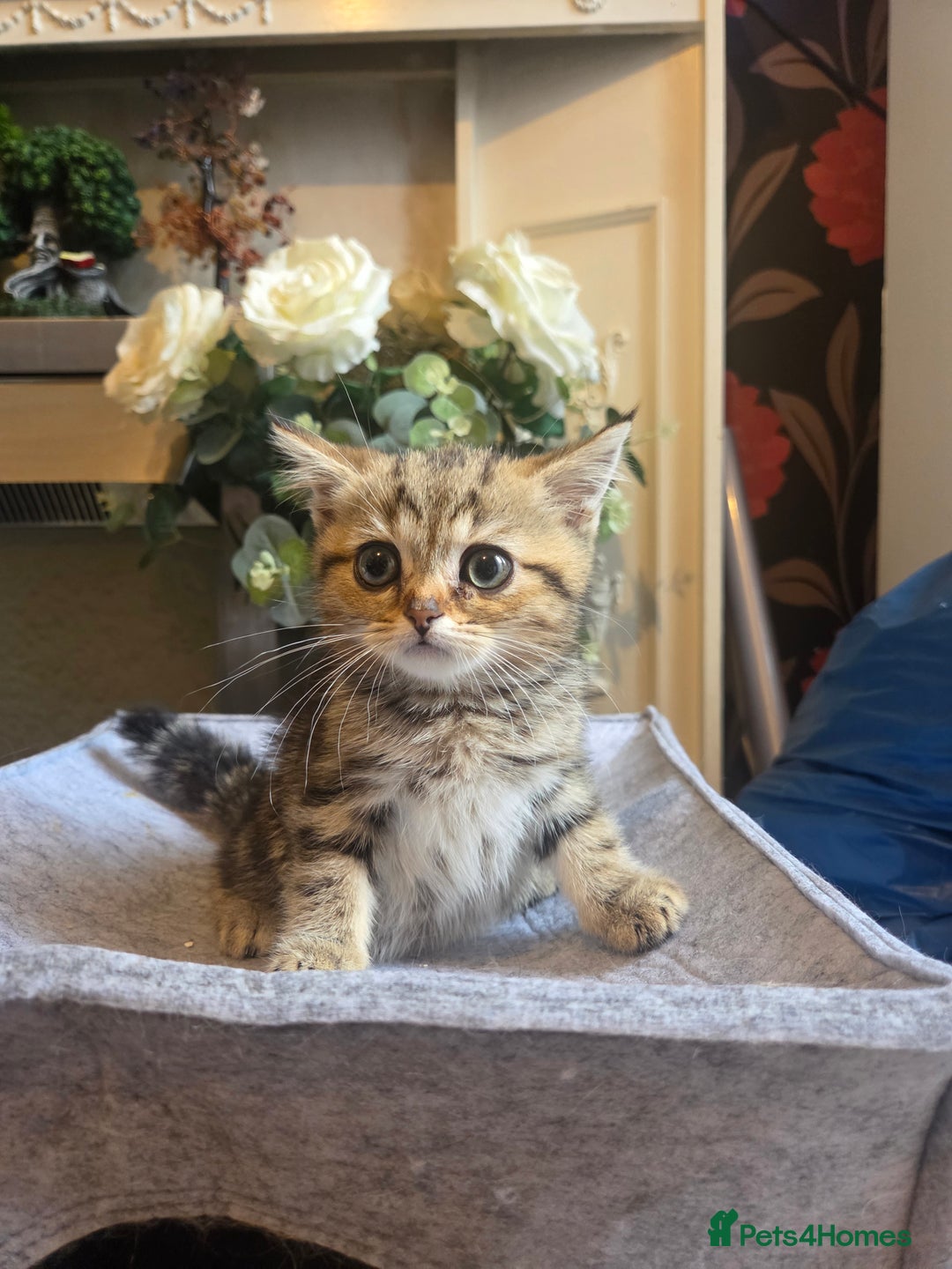 British Shorthair cats for sale: Amazing kittens ready to leave - Image 8