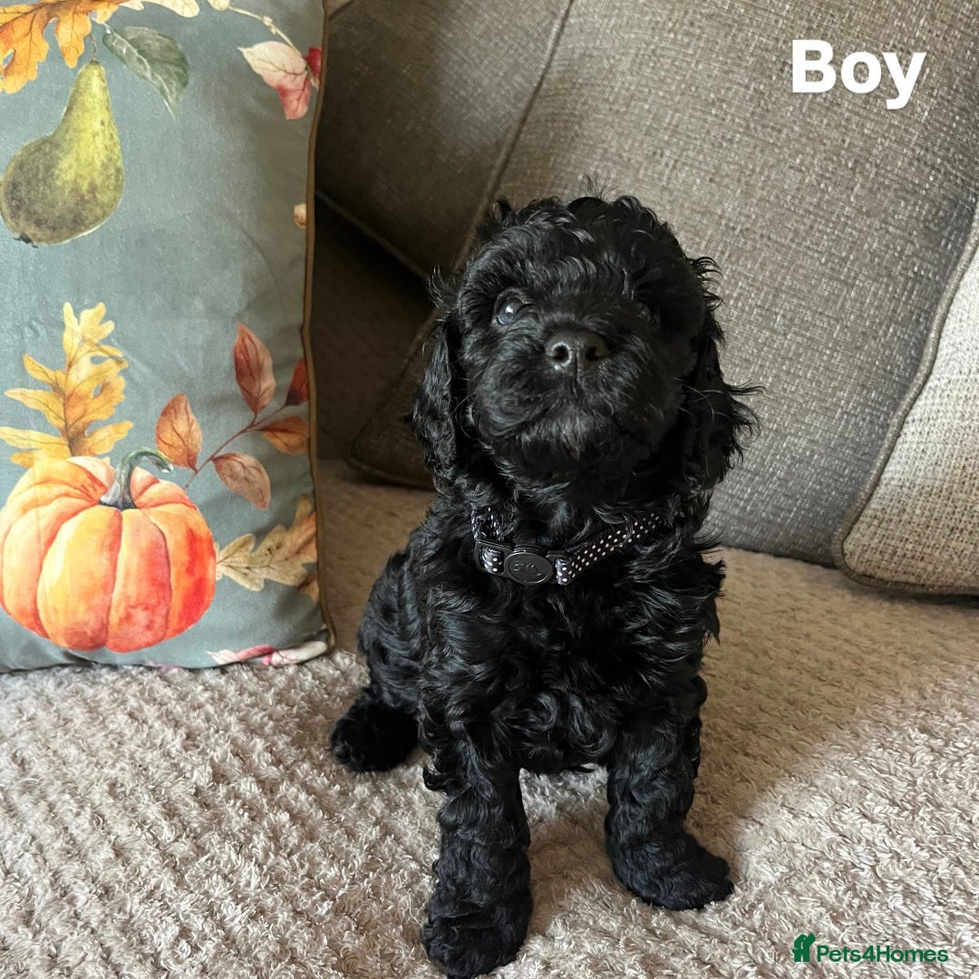 Cockapoo dogs for sale: F2 cockapoo puppies  - Image 1
