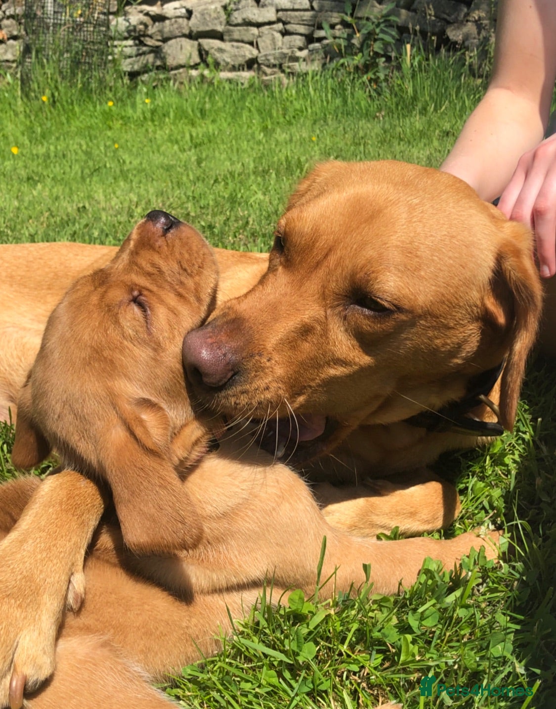 Labrador Retriever dogs Adorable KC Fox Red Lab Puppies - Advert 13