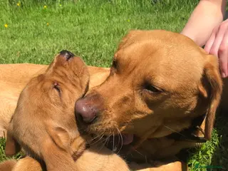 Labrador Retriever dogs Adorable KC Fox Red Lab Puppies - Advert 13