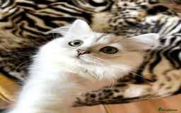 British Longhair cats for sale: READY NOW ‼️🏆British Longhair Boy.GCCF  - Image 11