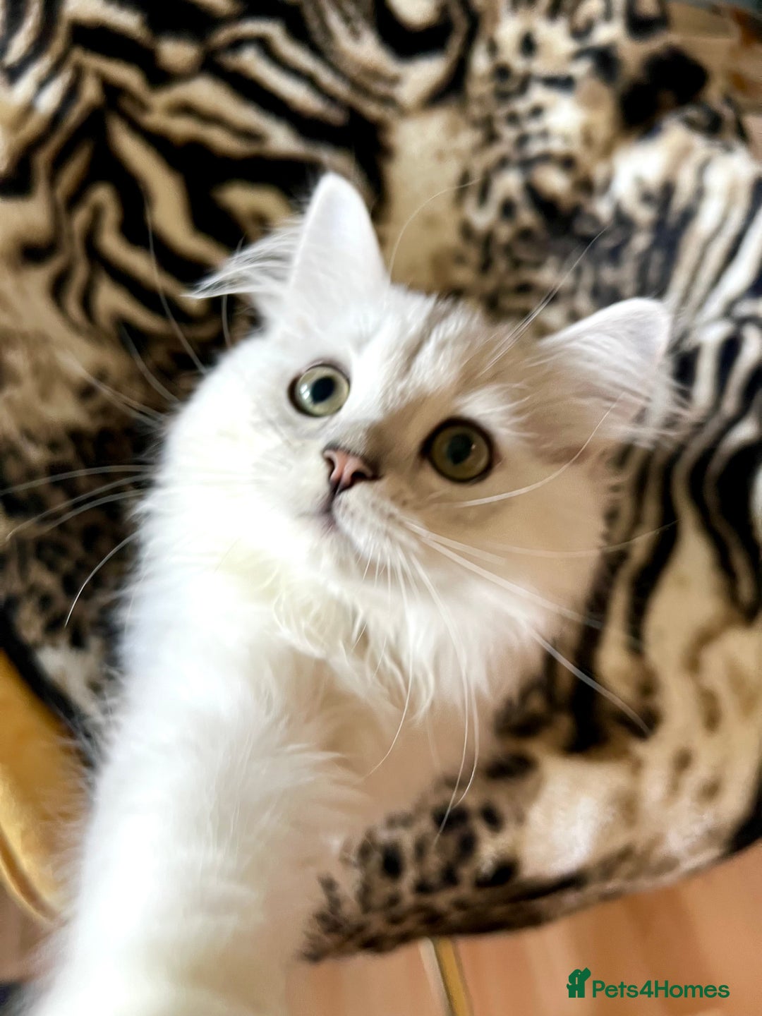 British Longhair cats for sale: READY NOW ‼️🏆British Longhair Boy.GCCF  - Image 11