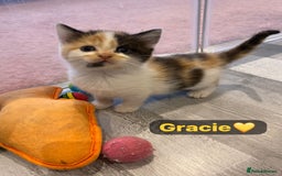 Mixed Breed cats for sale: 7 Beautiful Kittens 🩷💙 - Image 4
