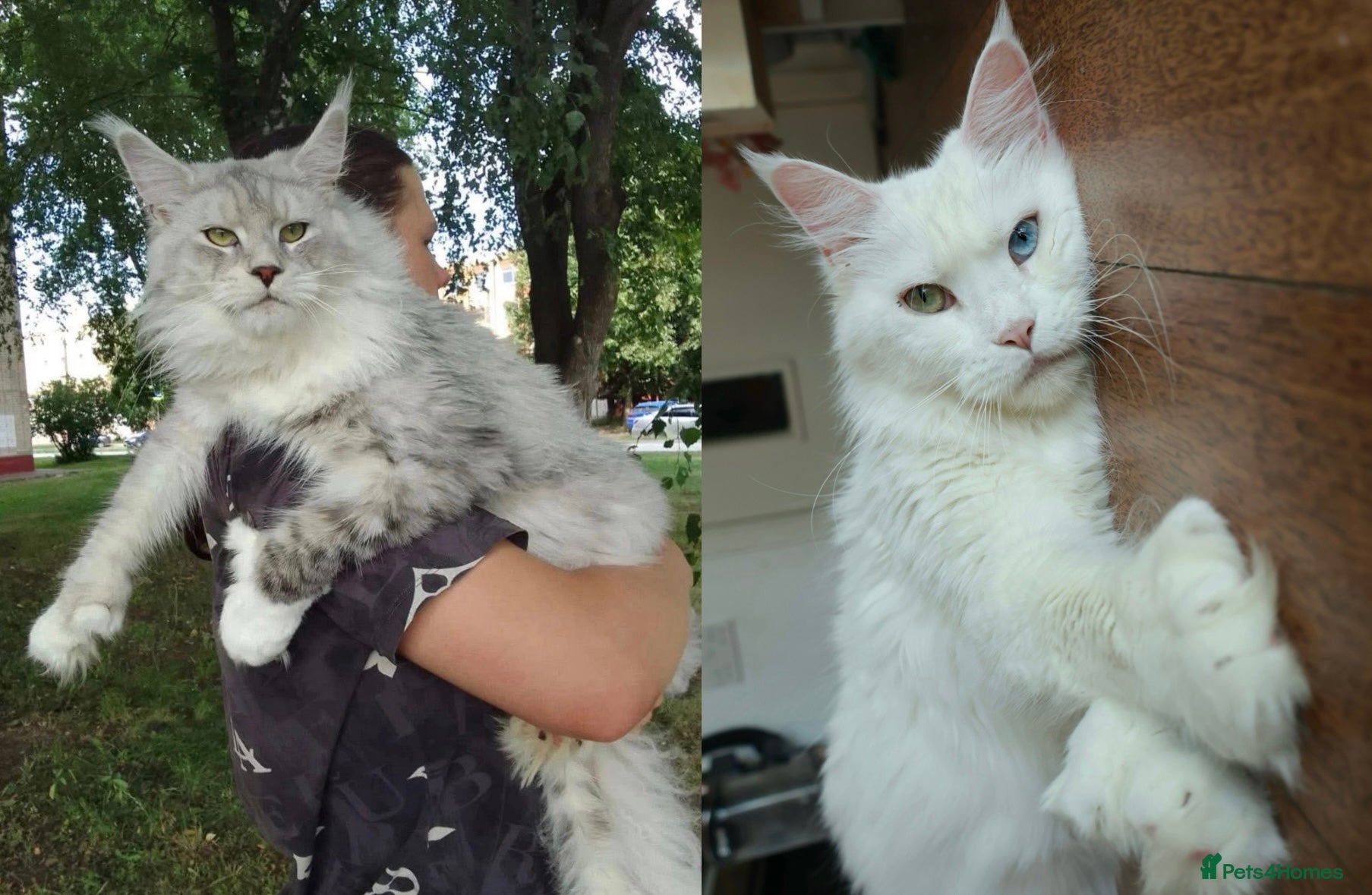 Maine Coon cats ALL SOLD - WAITLIST OPEN FOR FUTURE LITTERS✨ - Advert 5