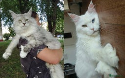 Maine Coon cats for sale: Rare 7-toed, Champion, Russian Maine coon kittens - Image 1