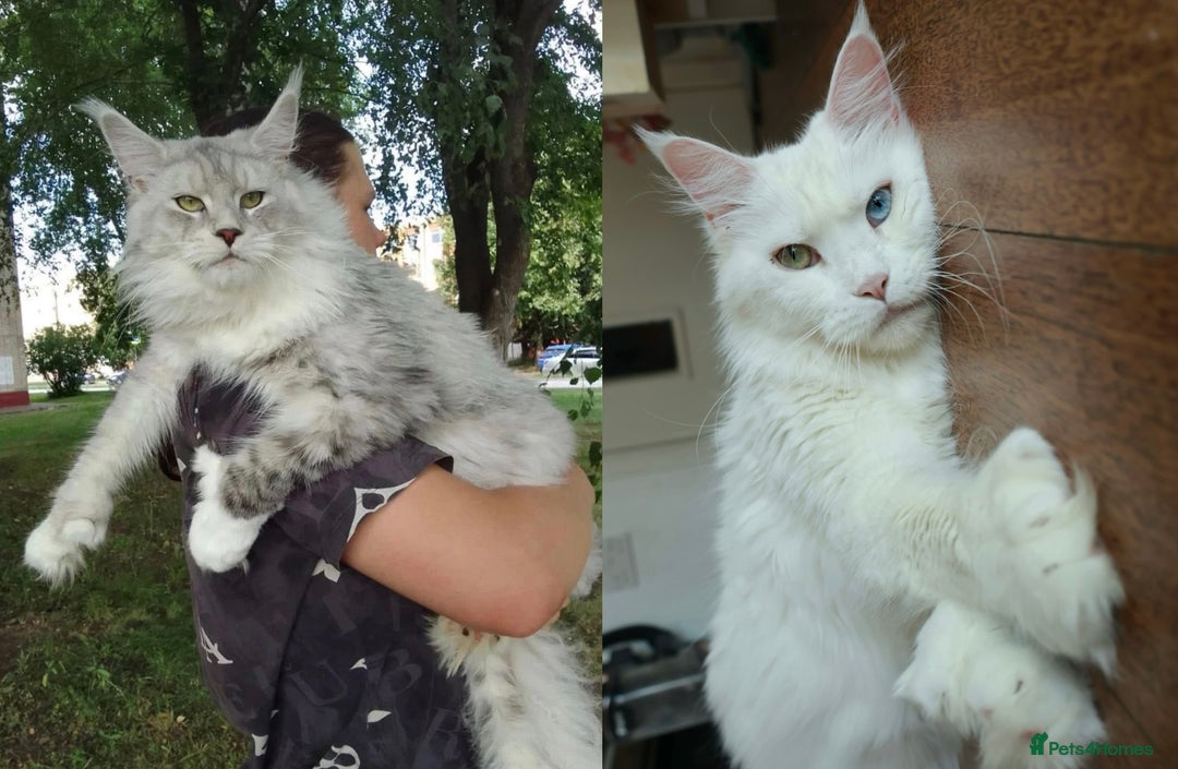 Maine Coon cats for sale: Rare 7-toed, Champion, Russian Maine coon kittens - Image 1