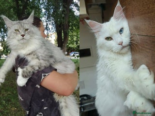 Maine Coon cats *All reserved* - Advert 16