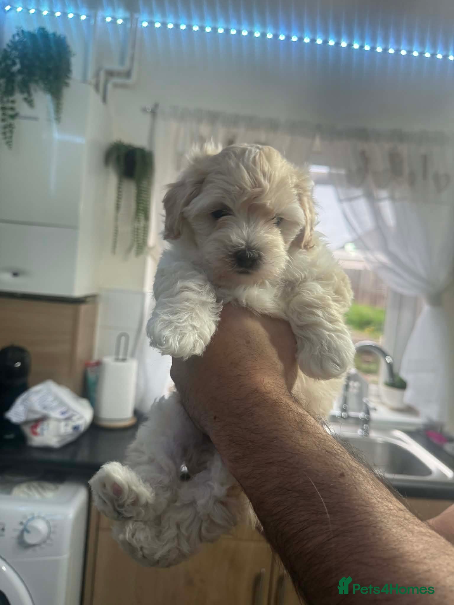 Maltipoo dogs Multipoo 2 girls - Advert 12