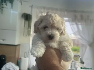 Maltipoo dogs Multipoo 2 girls - Advert 12