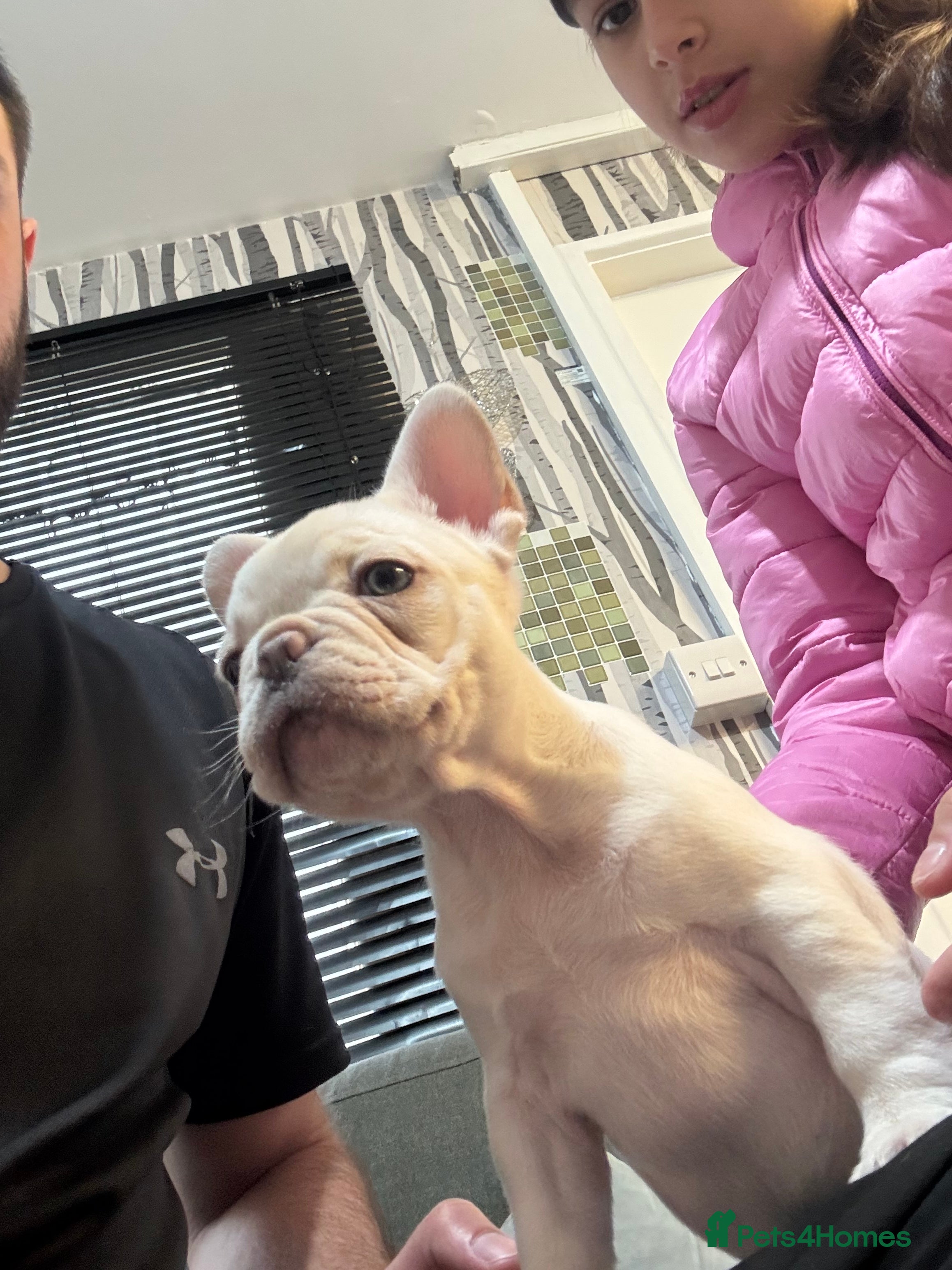 French Bulldog dogs Little frenchie!!!! - Advert 1