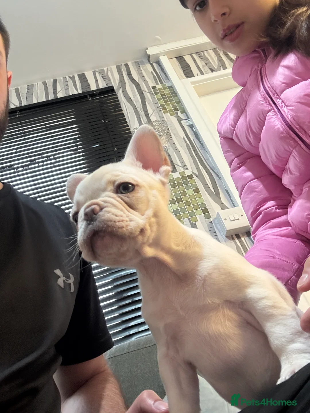 French Bulldog dogs for sale: Little frenchie!!!! - Advert 1