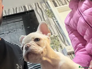 French Bulldog dogs Little frenchie!!!! - Advert 1