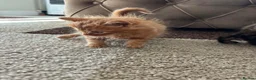 Mixed Breed cats for sale: Beautiful hand reared kittens  - Advert 12