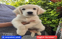 Golden Retriever dogs for sale: * 1 boy left *Golden Retriever Puppies KC Reg .  - Image 16