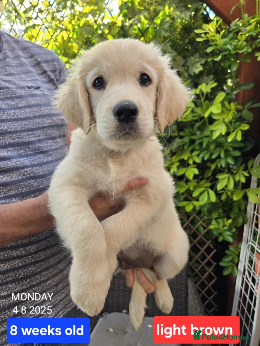 Golden Retriever dogs for sale: * 1 boy left *Golden Retriever Puppies KC Reg .  - Image 16
