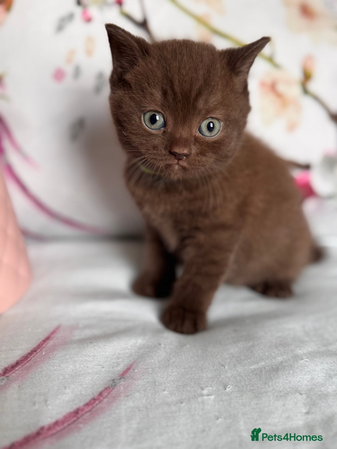 British Shorthair cats for sale: Beautiful British Shorthair Kittens 💝 - Image 11