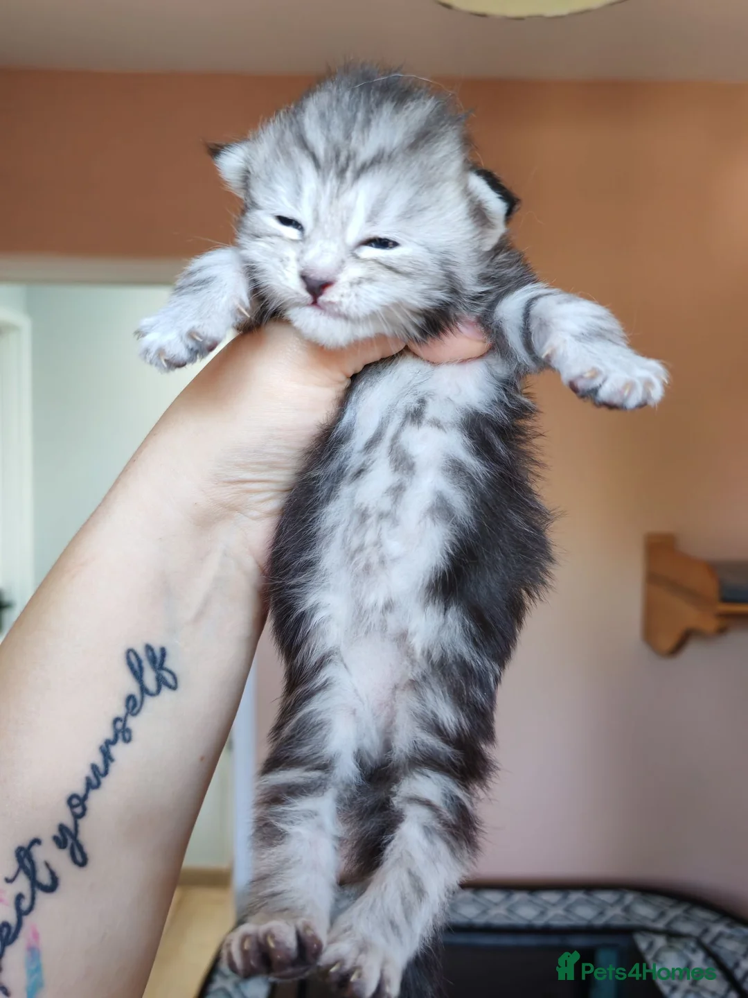 Maine Coon cats for sale: Pure Maine coons kittens ❤️❤️  - Advert 8