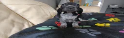 Mixed Breed dogs for sale: KC Basset Hound x KC German Shorthaired Pointer  - Advert 17