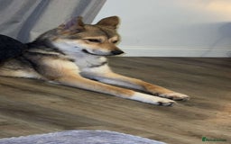 Huskita dogs for sale: Huskita for sale - Image 4