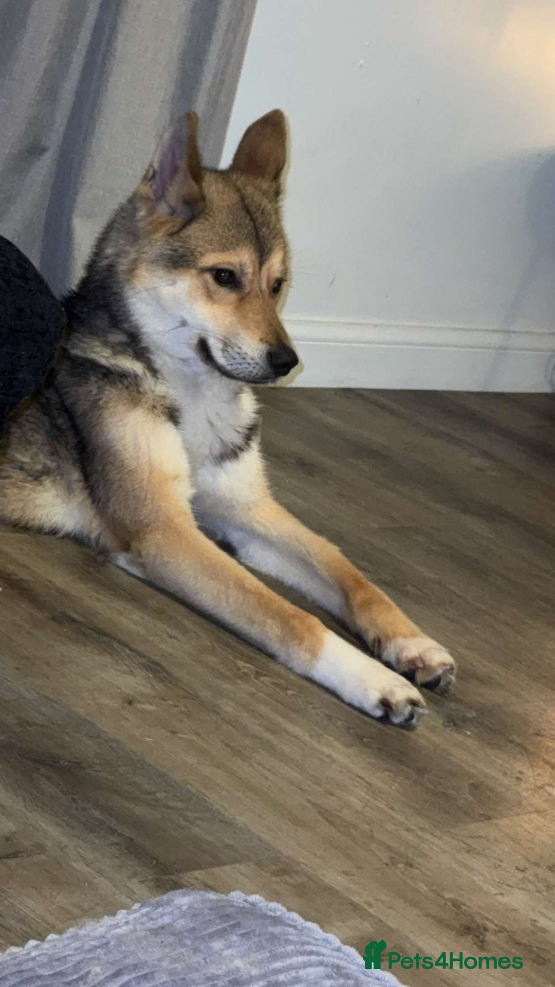 Huskita dogs for sale: Huskita for sale - Image 4