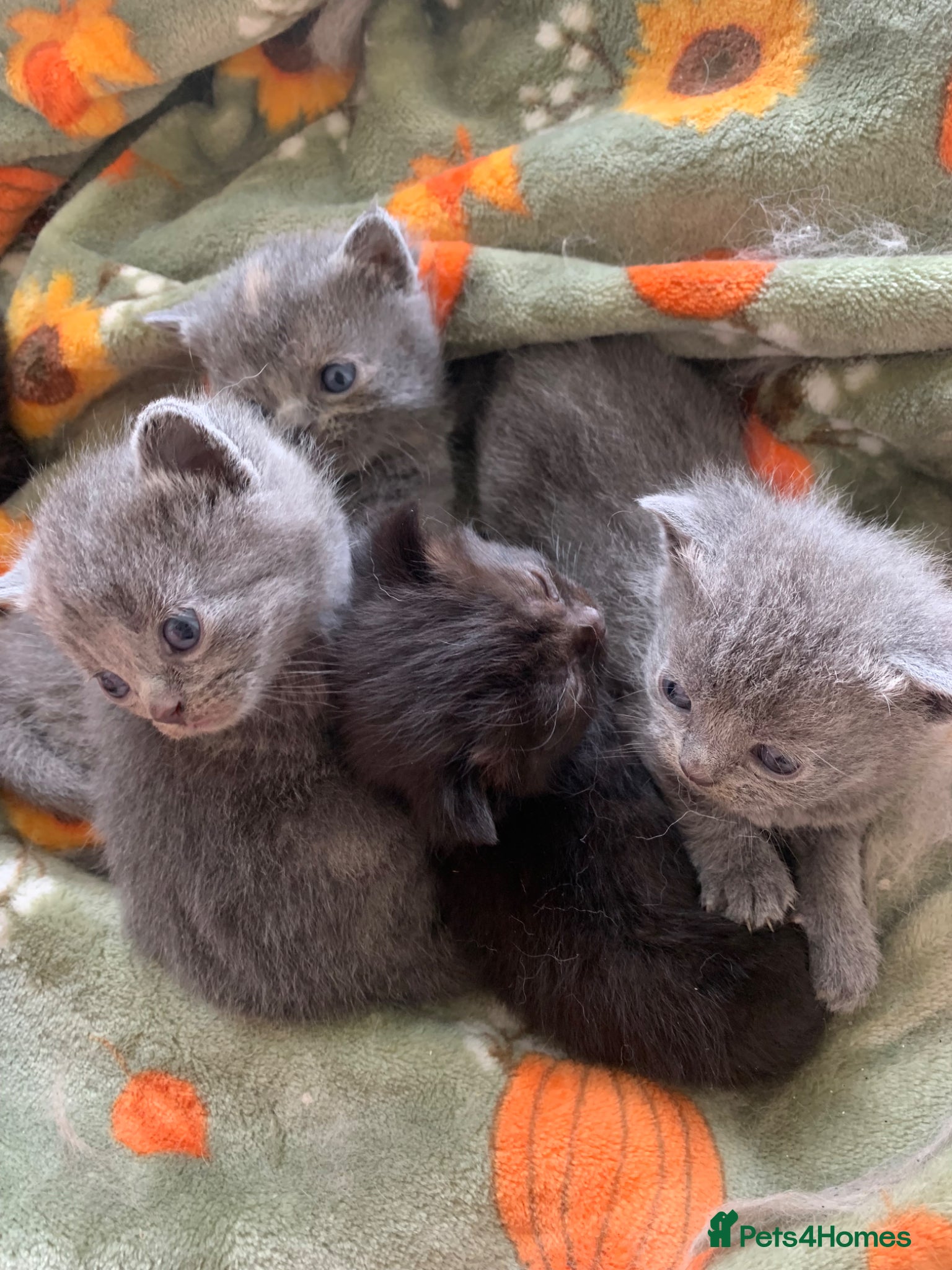 Exotic cats for sale: Beautiful litter of exotic x British shorthairs  - Advert 10