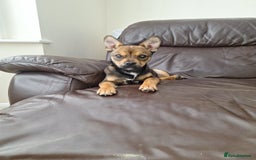 Mixed Breed dogs for sale: jack chi for sale - Image 5