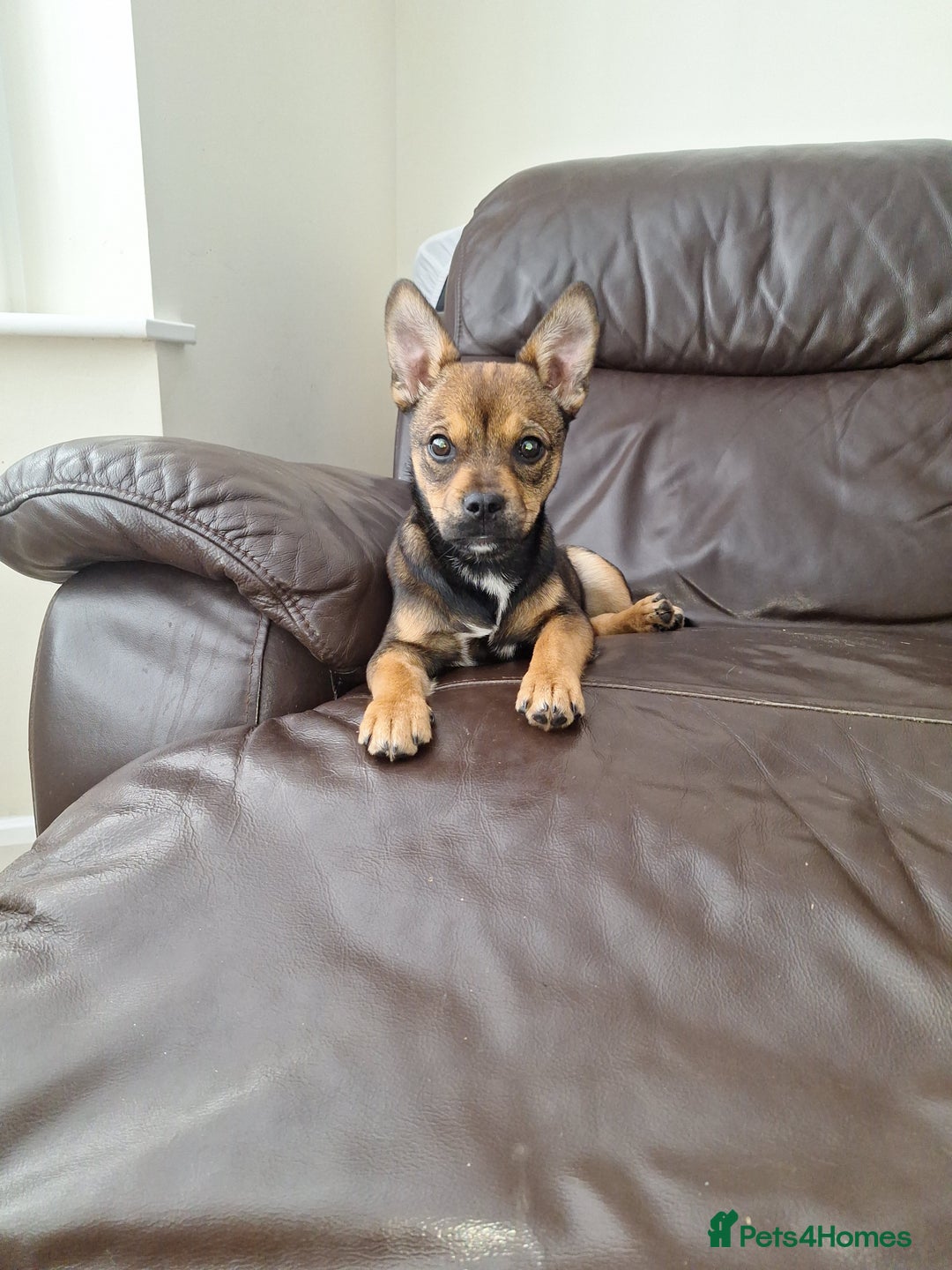 Mixed Breed dogs for sale: jack chi for sale - Image 5
