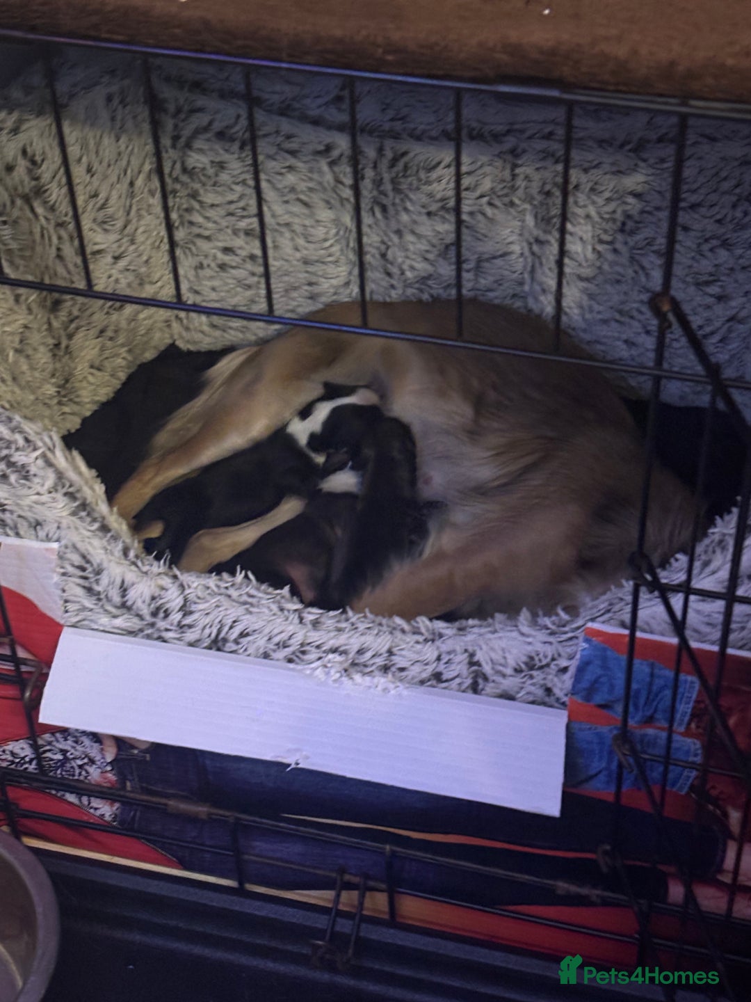 Chihuahua dogs for sale: Lovely long haired Chihuahua  - Advert 14