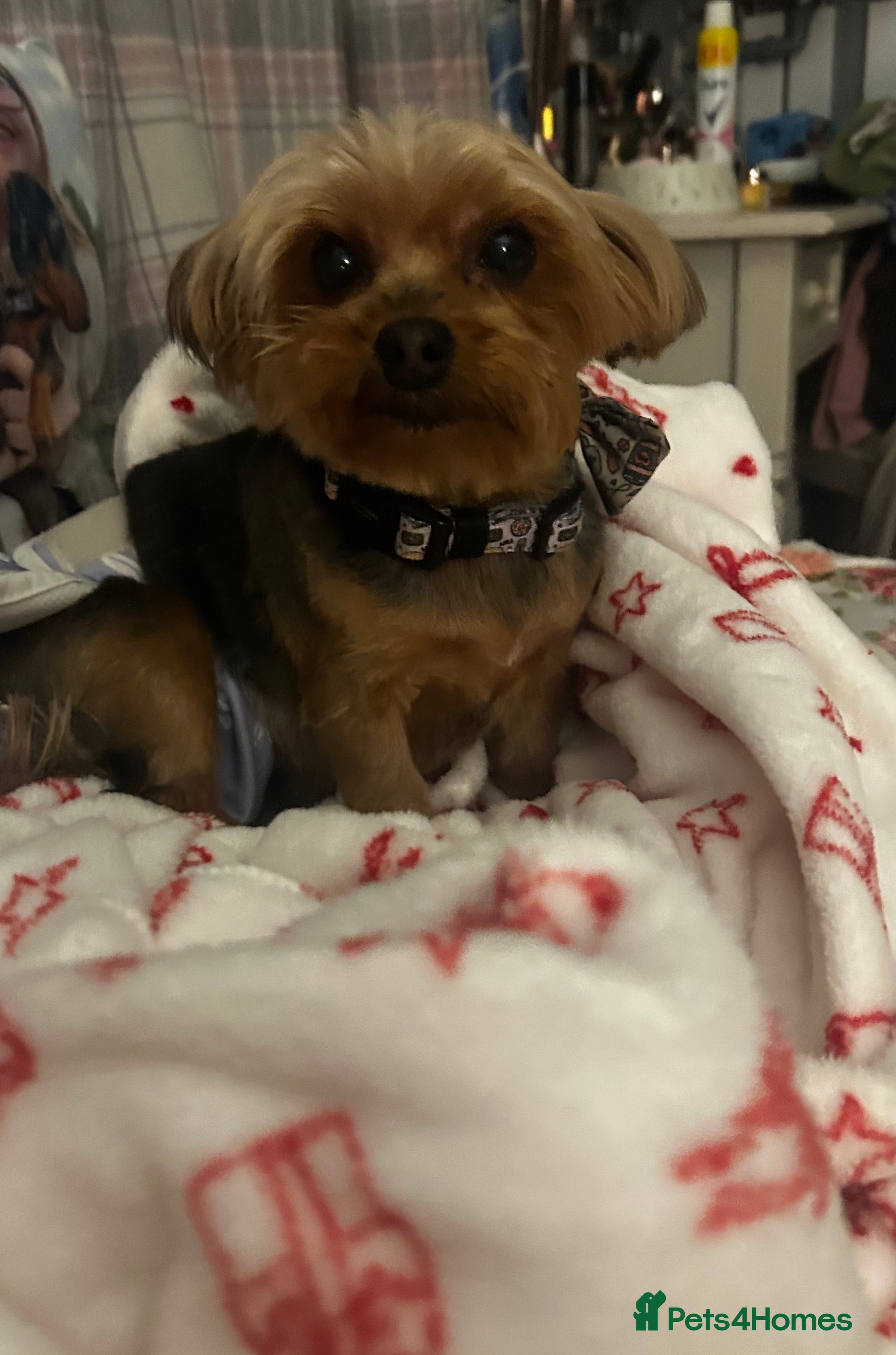 Yorkshire Terrier dogs Yorkshire Terrier  - Advert 1