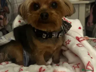 Yorkshire Terrier dogs Yorkshire Terrier - Advert 1