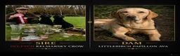 Labrador Retriever dogs for sale: Mahogany fox red Labrador  - Advert 6