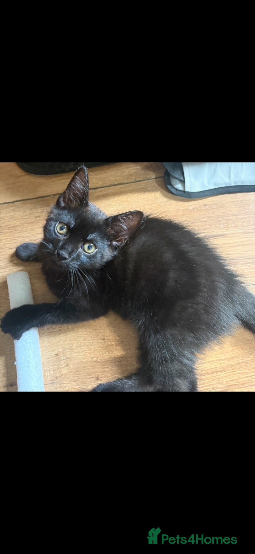 Mixed Breed cats for sale: Last kitten Black Female Aged 12 weeks - Advert 16