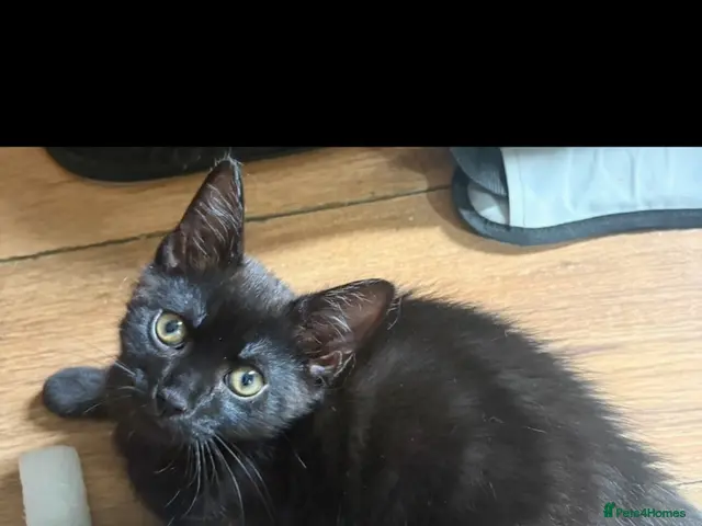 Mixed Breed cats for sale: Last kitten Black Female Aged 12 weeks - Advert 16