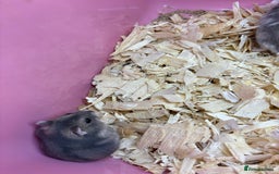 Hamster rodents for sale: Cute, friendly dwarf hamsters  - Image 7