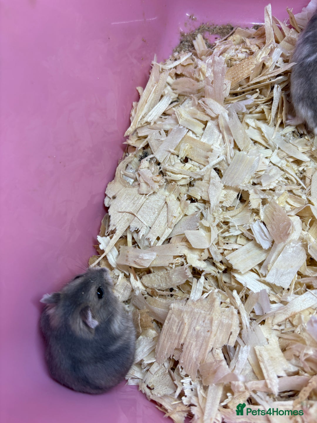 Hamster rodents for sale: Cute, friendly dwarf hamsters  - Image 7