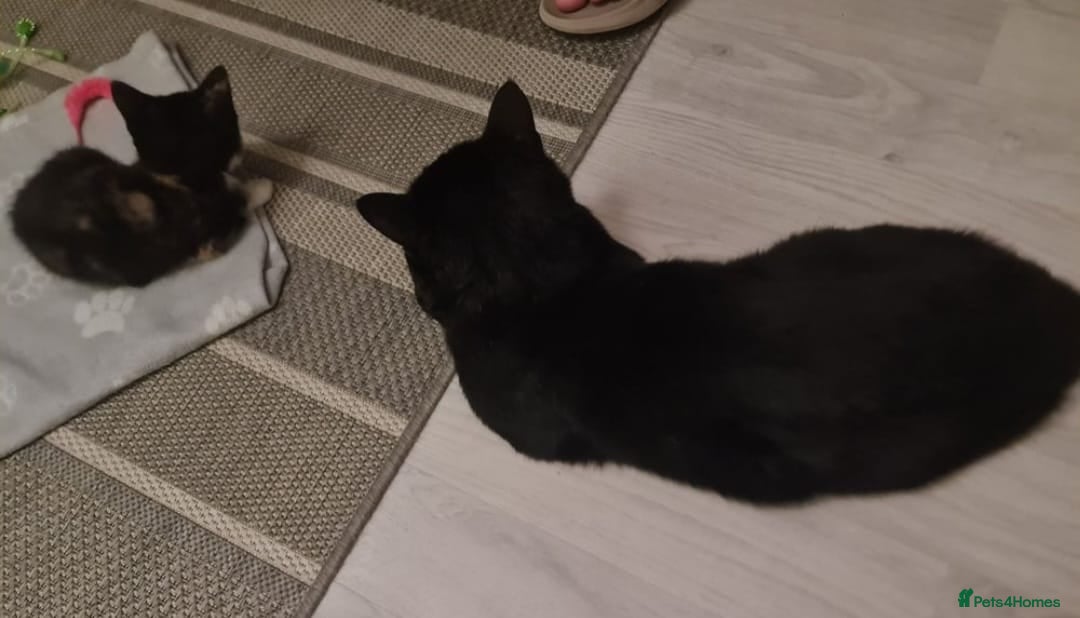 Bengal cats for sale: ** Stunning 😍 2 kittens left ** - Advert 1