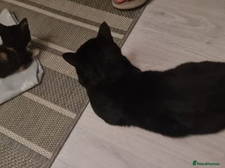 Bengal cats for sale: ** Stunning 😍 2 kittens left ** - Advert 1